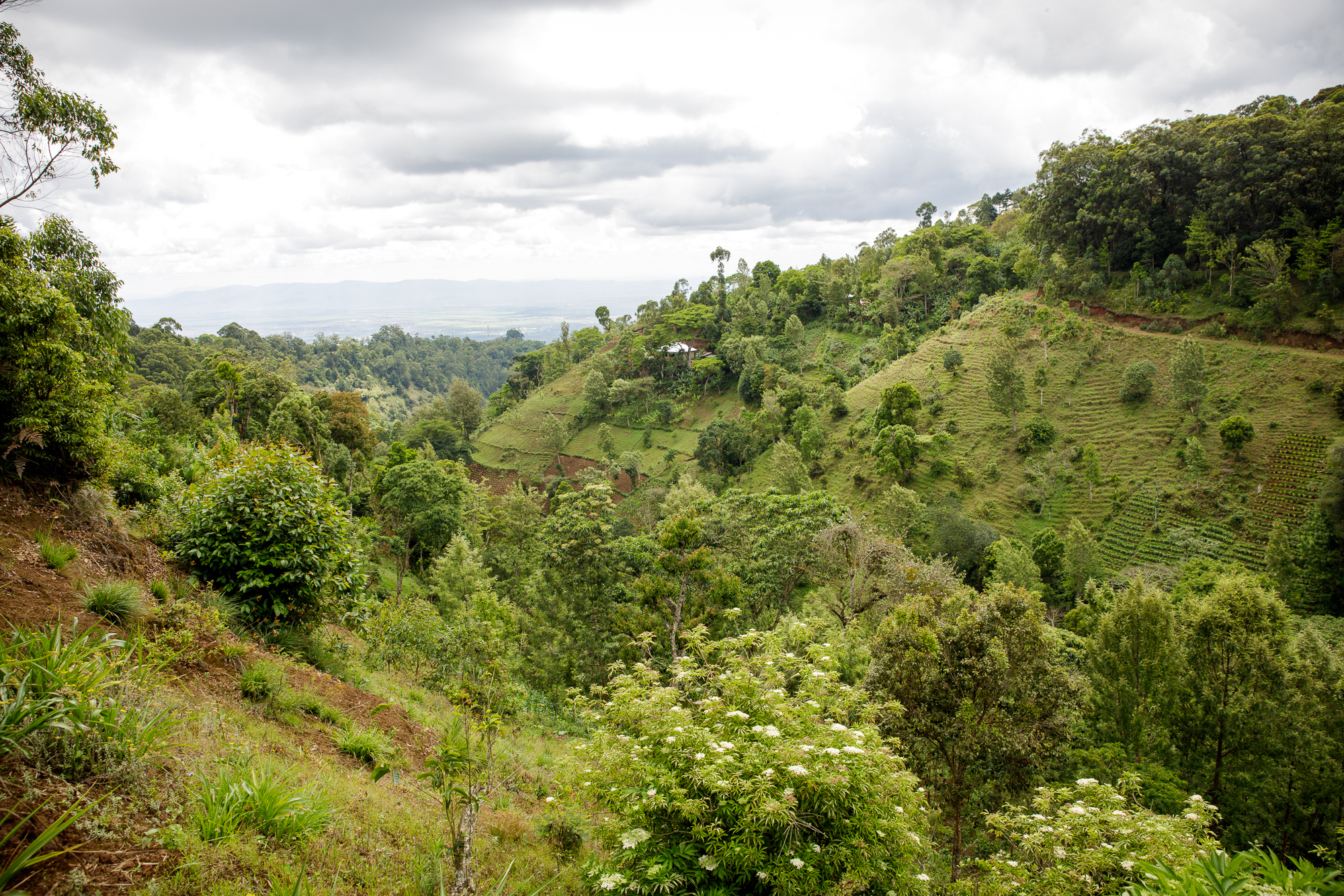 image of Tanzania forest
